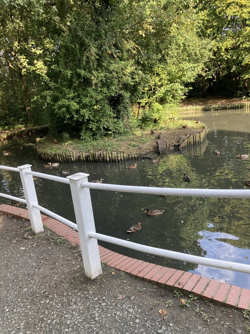 Pond
